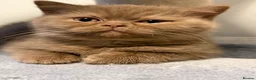 British Shorthair cats for sale: Stunning cinnamon British shorthair  - Advert 4
