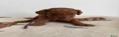 Cavapoo 5