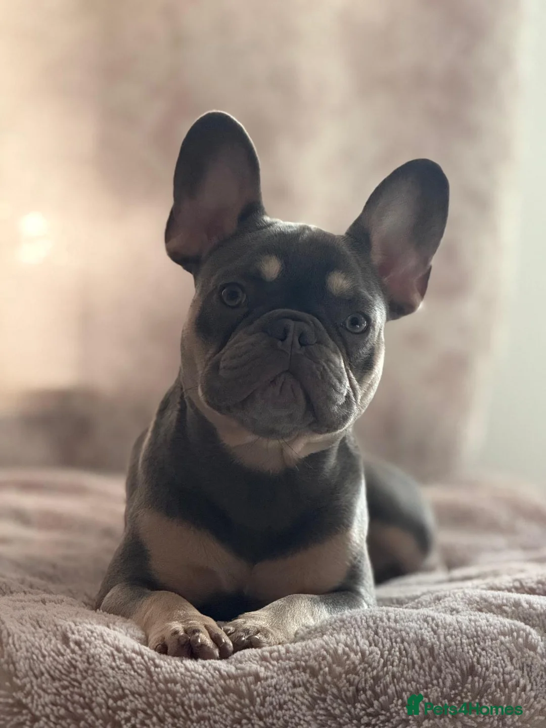 French Bulldog dogs for sale: In tact male French bulldog  in Crowborough - Advert 2