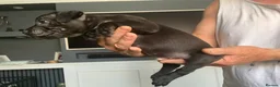 Staffordshire Bull Terrier dogs for sale: Beautiful kc reg Staffordshire bull terriers  - Advert 8