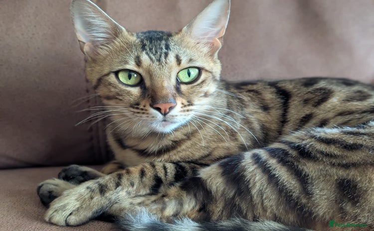 Bengal cats - Advert 3