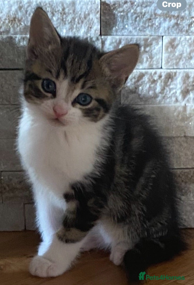 Mixed Breed cats Five beautiful kittens looking to find a new house - Advert 1