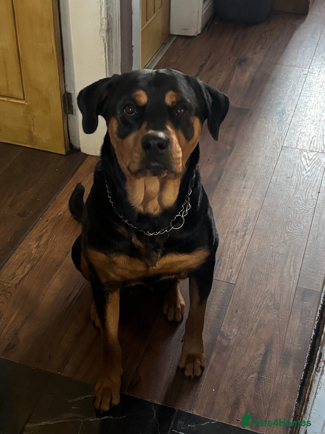 Rottweiler dogs for sale: 10 week old Rottweiler Puppies - Advert 3