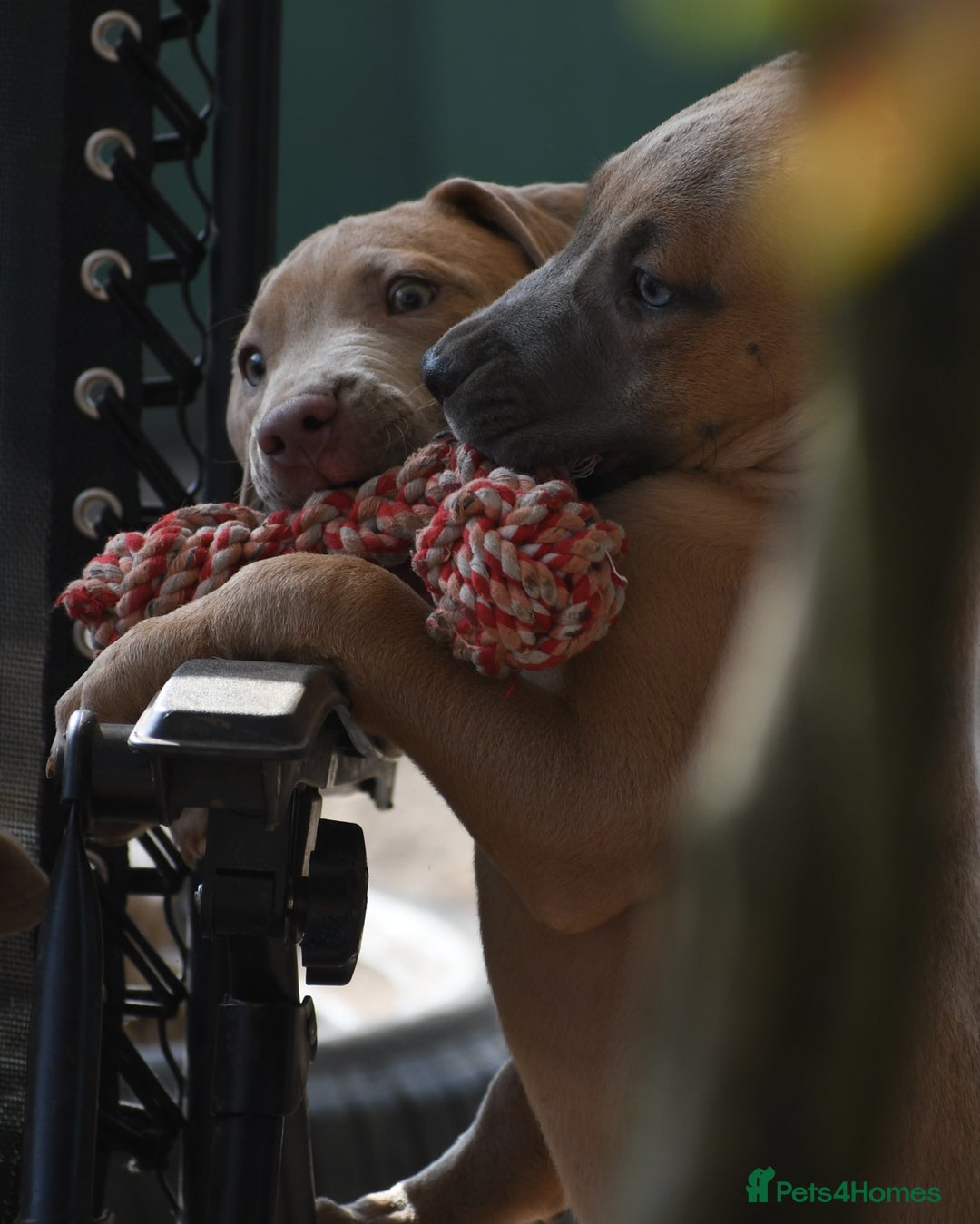 Mixed Breed dogs for sale: Mixed Breed w/Lurcher Mix Puppies ready for a home - Image 10