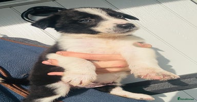 Border Collie dogs - Advert 1