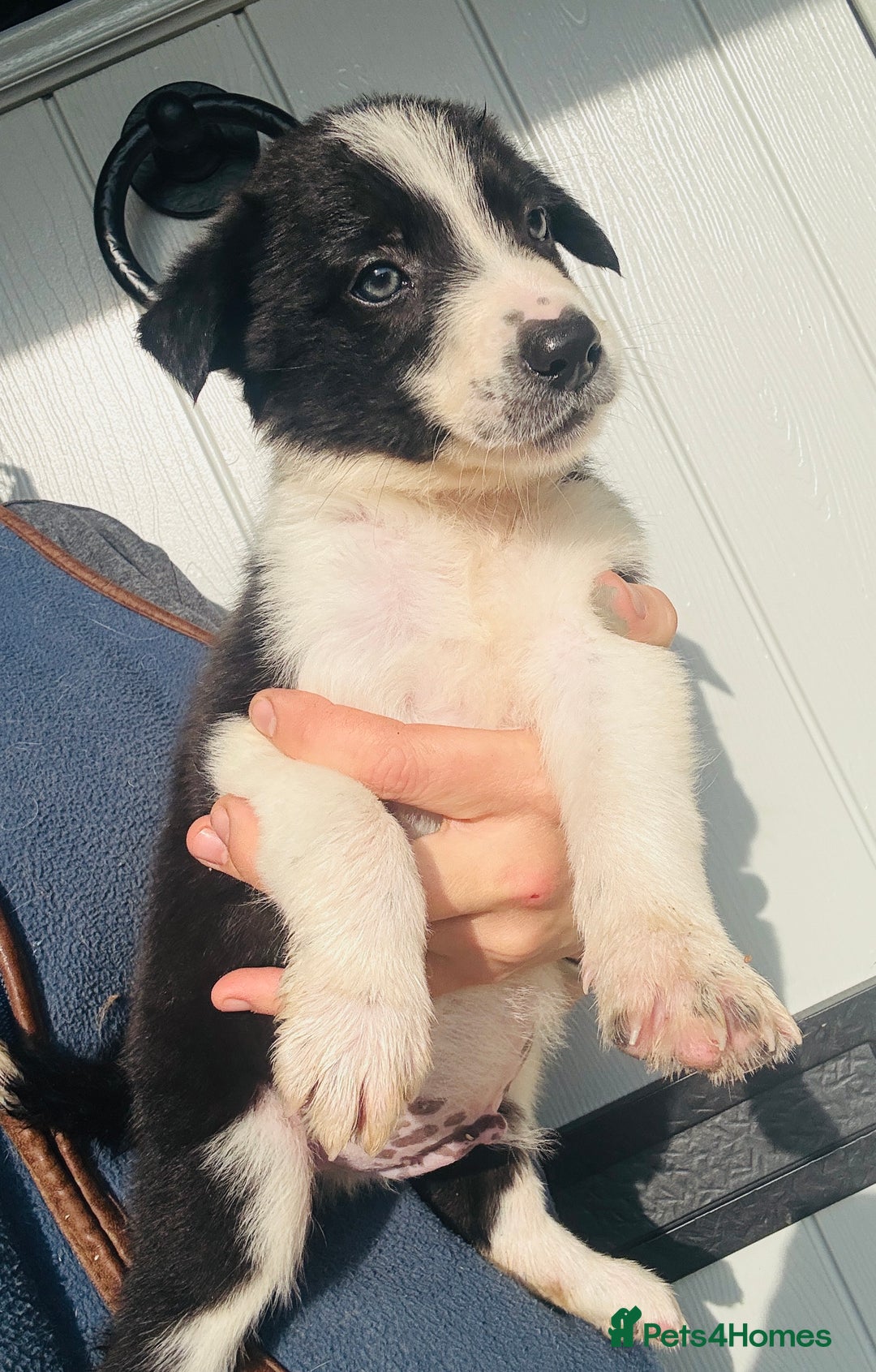 Border Collie dogs for sale: Gorgeous KC reg border collie pups  - Image 17
