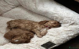 Shihpoo dogs for sale: F1b Shihpoo Puppies - 2 boys, 3 girls  - Advert 19