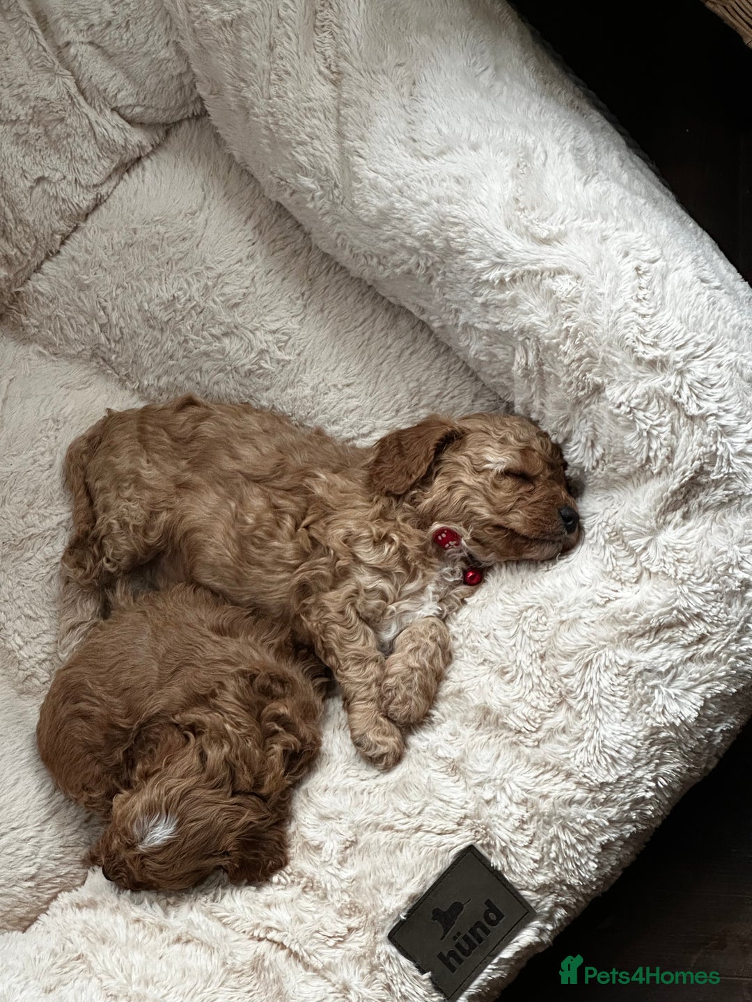 Shihpoo dogs for sale: F1b Shihpoo Puppies - 2 boys, 3 girls  - Advert 19