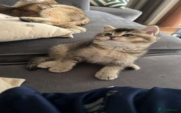 British Shorthair cats for sale: Golden British shorthair  - Image 2