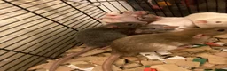 Rat rodents for sale: Rats for sale hull  - Advert 4
