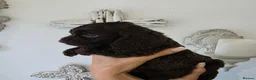 Cockapoo dogs for sale: Stunning extensively health tested cockapoos  - Advert 5