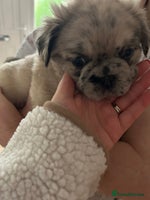 Frug dogs - Advert 7