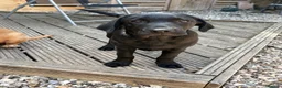 Labrador Retriever dogs for sale: 2 stunning kc registered puppies - Advert 6