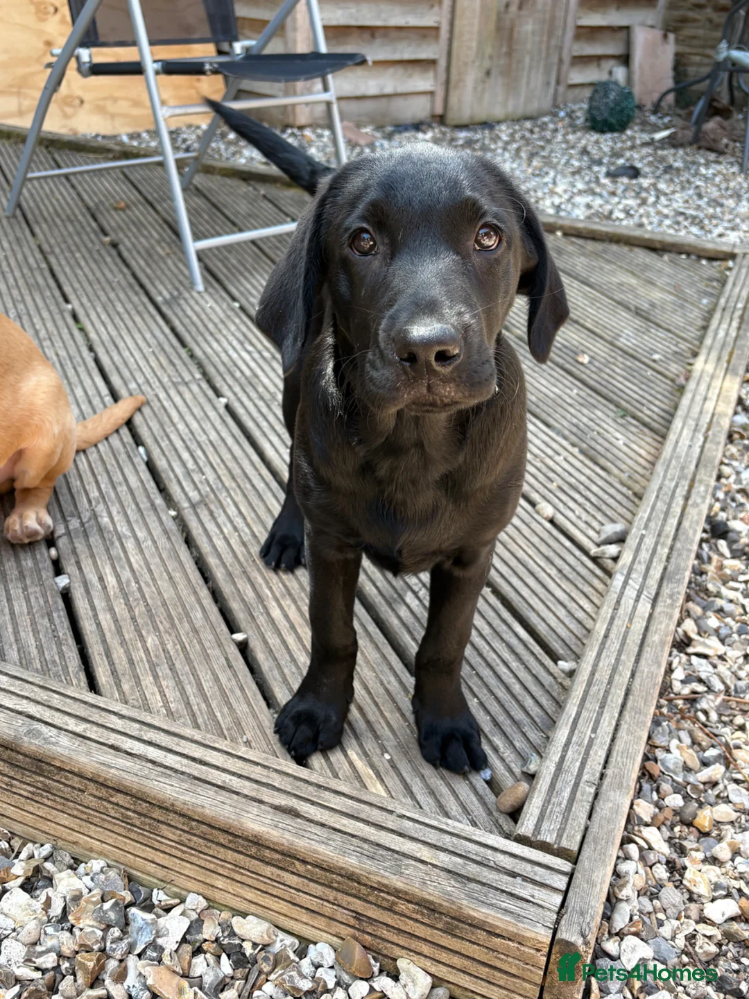 Labrador Retriever dogs for sale: 2 stunning kc registered puppies - Advert 6