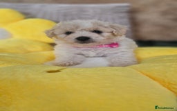 Mixed Breed dogs for sale: Maltipoo puppies  - Image 23