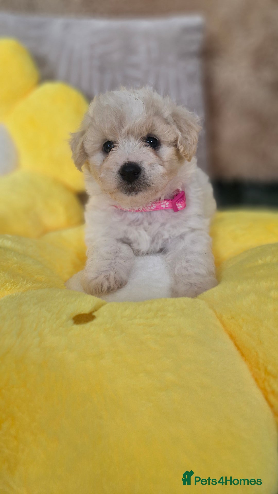 Mixed Breed dogs for sale: Maltipoo puppies  - Image 23