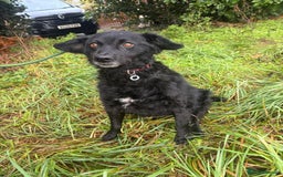 Mixed Breed dogs for adoption: Dagry - Norwich Norfolk  - Advert 12