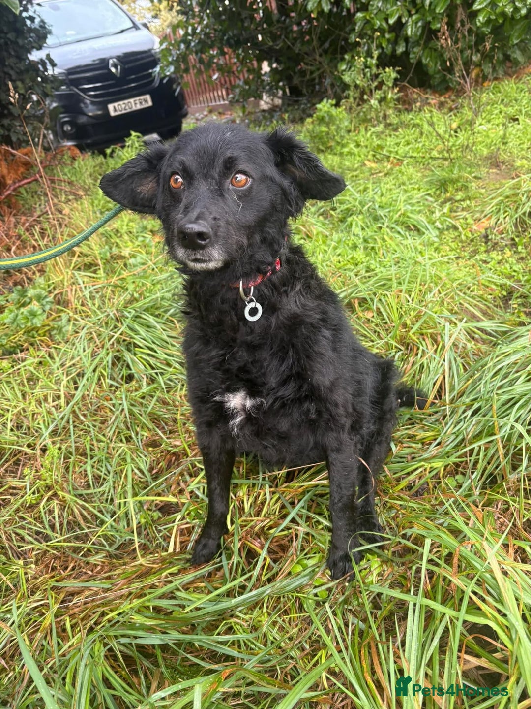 Mixed Breed dogs for adoption: Dagry - Norwich Norfolk  - Advert 12