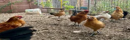 Chickens poultry for sale: Barbu d’Anver and Dutch bantam in Banbury - Advert 6