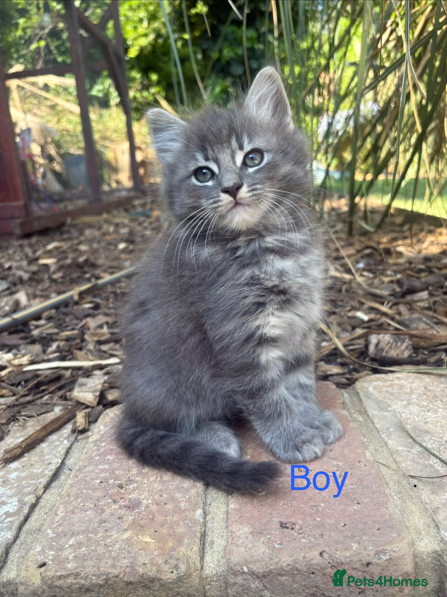 Mixed Breed cats Sweet kittens for sale  - Advert 6