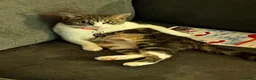Domestic Shorthair cats for sale: Female kitten - Advert 11