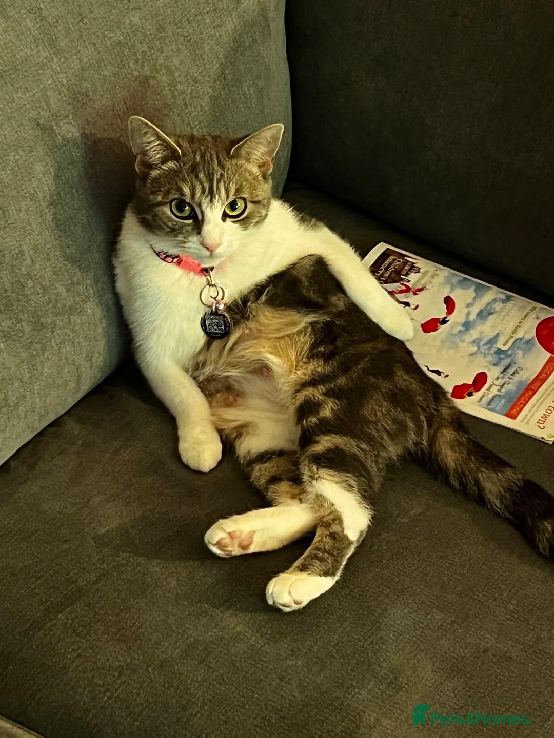 Domestic Shorthair cats for sale: Female kitten - Advert 11