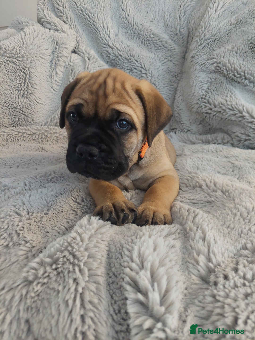 Bullmastiff dogs for sale: K.c registered Bullmastiff puppies  - Image 25