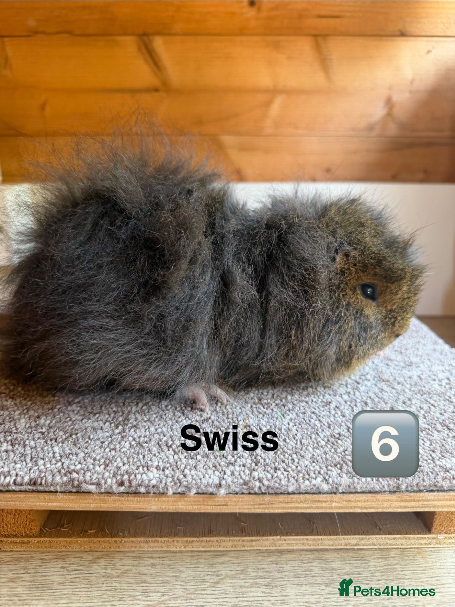 Guinea Pig rodents Swiss Boar - Advert 1