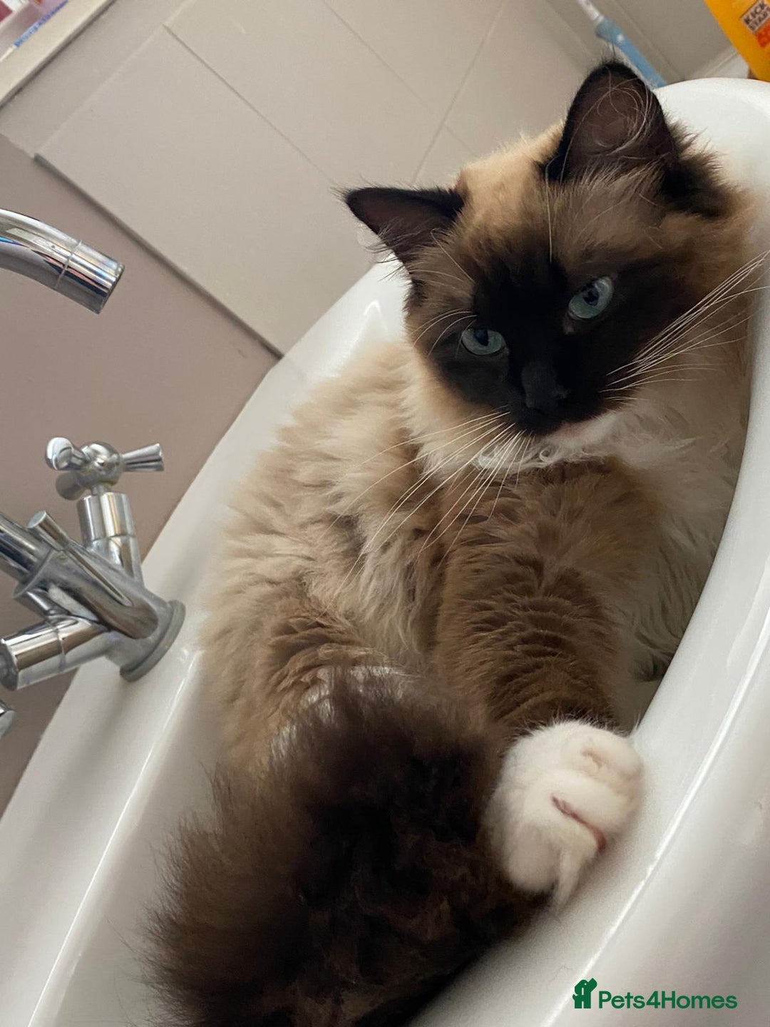 Mixed Breed cats for sale: 3 Ragdoll X Kittens  - Advert 5