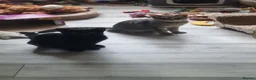 Domestic Shorthair cats for adoption: Kiwi & Percy - Adopt Cats in Crisis East Ldn - Advert 2