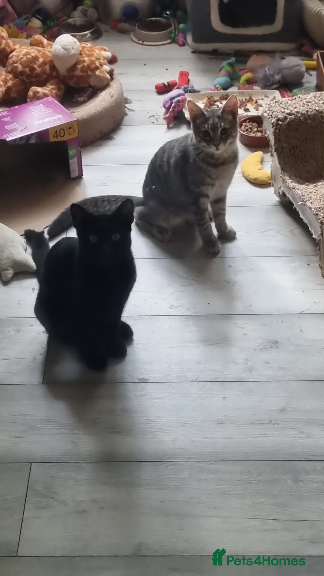 Domestic Shorthair cats for adoption: Kiwi & Percy - Adopt Cats in Crisis East Ldn - Advert 2