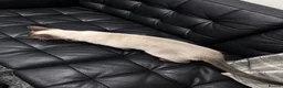 Siamese cats for sale: Siamese cat - Advert 8