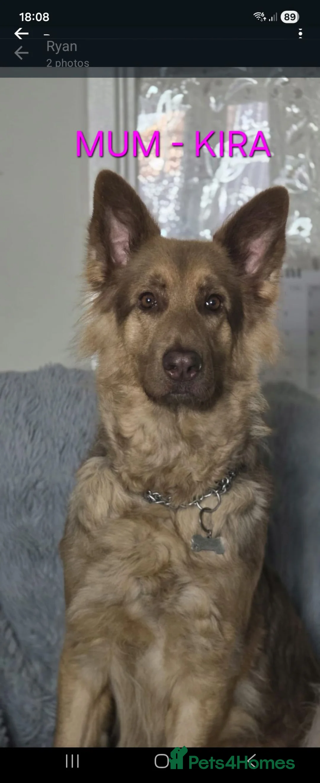 German Shepherd dogs for sale: Rare chocolate and tan and Blue GSD - Advert 2