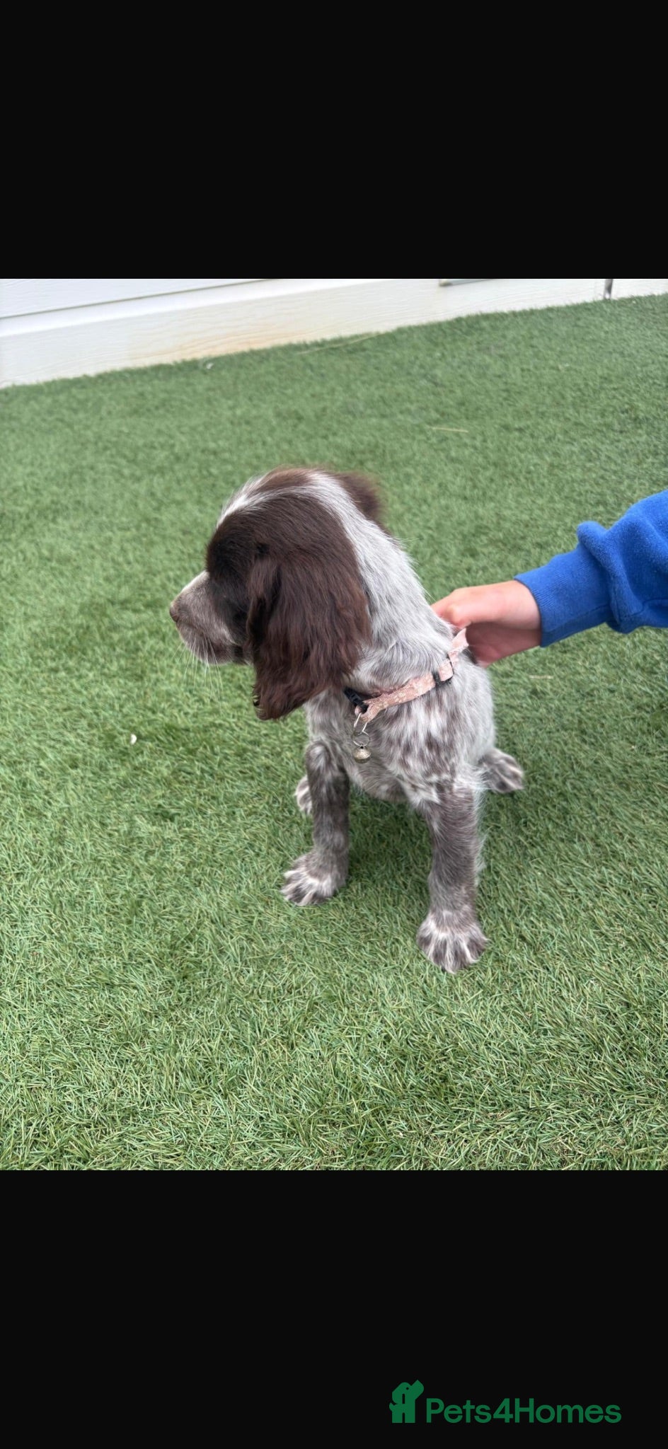 Cocker Spaniel dogs Ready to go Cockerspaniel puppies 2girls  - Advert 4