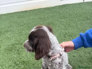 Cocker Spaniel dogs Ready to go Cockerspaniel puppies 2girls - Advert 4