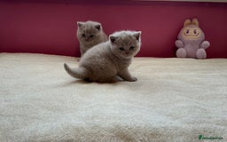 British Shorthair cats for sale: Female lilac fully health checked bsh - Image 14