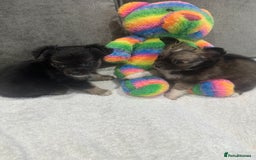 Chihuahua dogs for sale: chihuahuas puppies for sale  - Advert 12