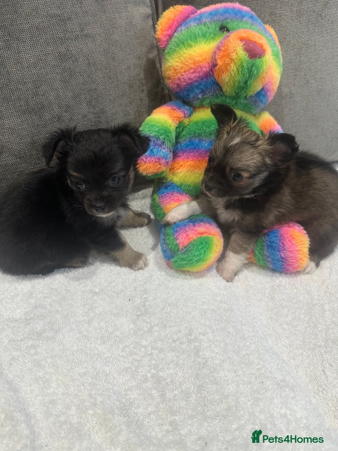 Chihuahua dogs for sale: chihuahuas puppies for sale  - Advert 12