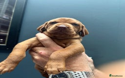 Hungarian Vizsla dogs for sale: 1CHUNKY DEEP RED HUNGARIAN VIZSLA GIRL PUPPY LEFT - Image 17