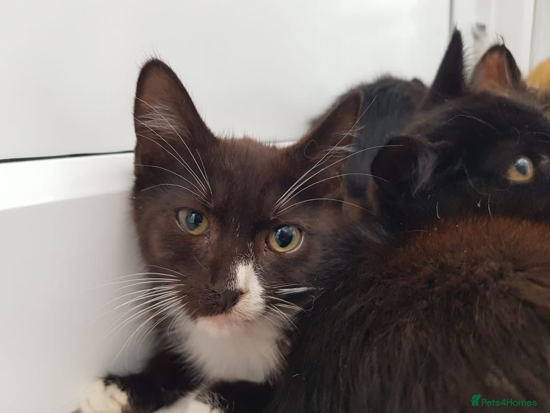 Domestic Shorthair cats for sale: KITTENS  - Image 2