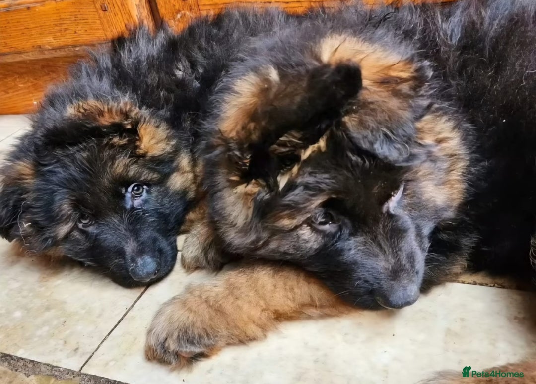 German Shepherd dogs for sale: TOP QUALITY KC REG DNA & BVA LONG HAIR GSD PUPS - Image 8