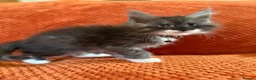 Maine Coon cats for sale: Ready Now: 6 Maine coon Kittens - Advert 3