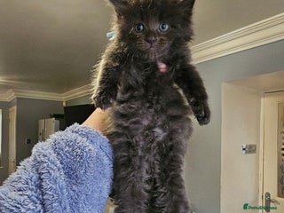 Maine Coon cats Maine Coon × Siberian - Advert 1