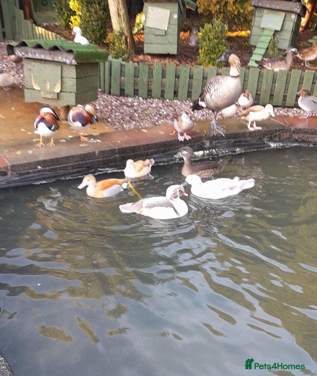 Ducks poultry for sale: American blue carolinas wood ducks for sale  - Advert 2