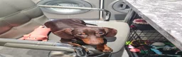 Miniature Dachshund dogs for sale: Rascal mini daushaund  - Advert 2