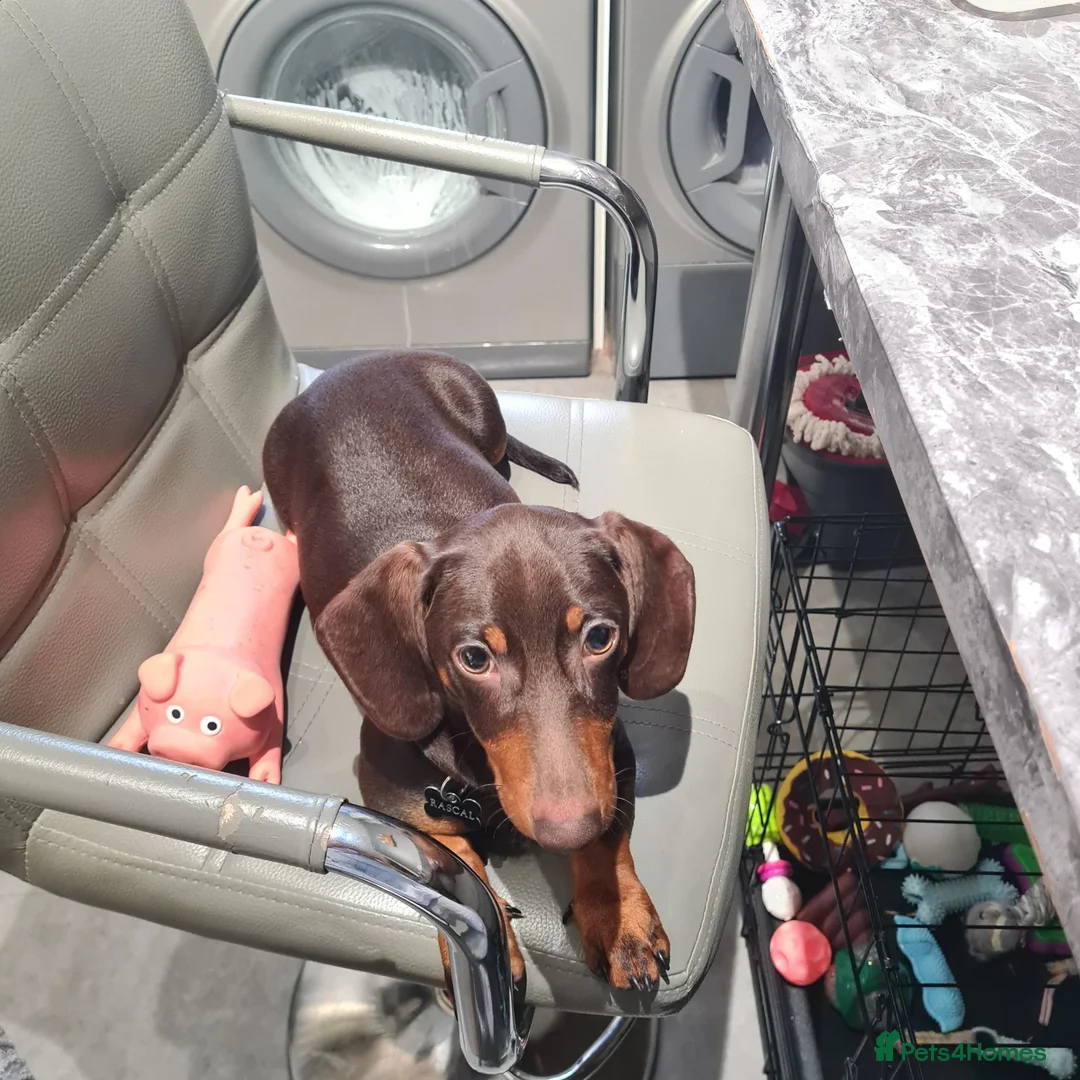 Miniature Dachshund dogs for sale: Rascal mini daushaund  - Advert 2