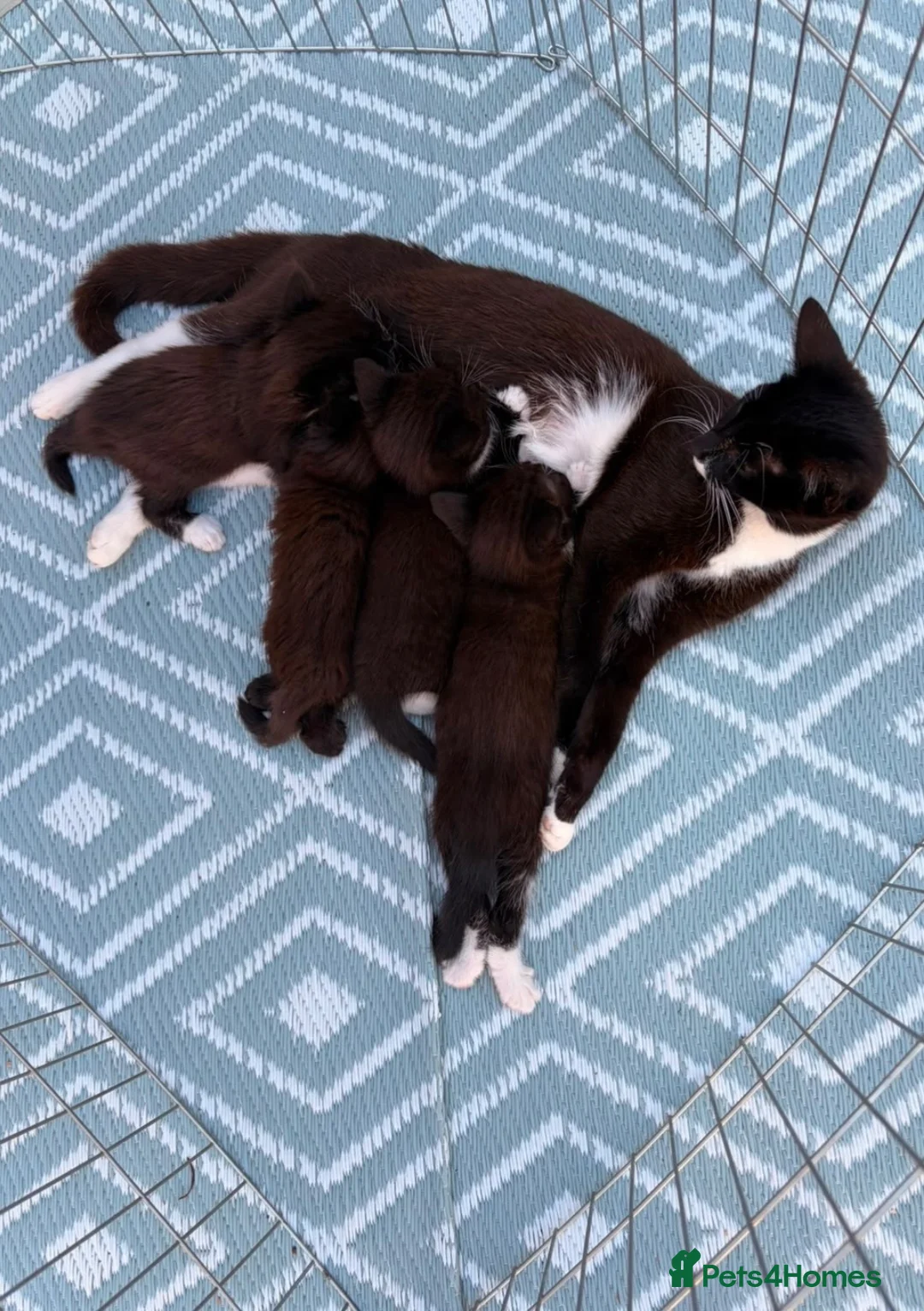 Mixed Breed cats for sale: 4x beautiful kittens looking for their foreverhome - Advert 2