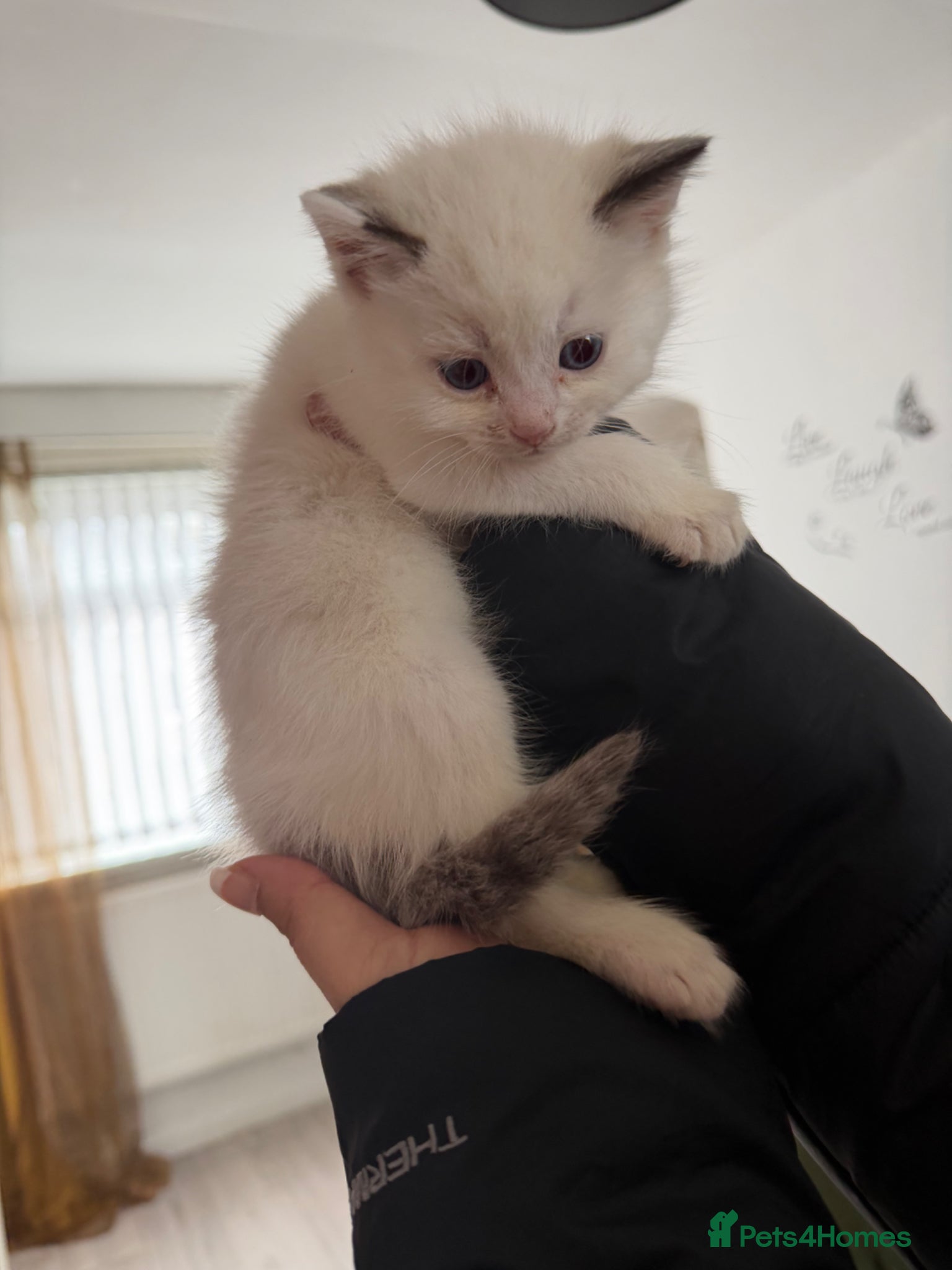 Ragdoll cats Kiitten for sale  - Advert 1