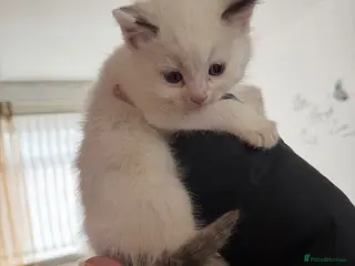 Ragdoll cats Kiitten for sale - Advert 1
