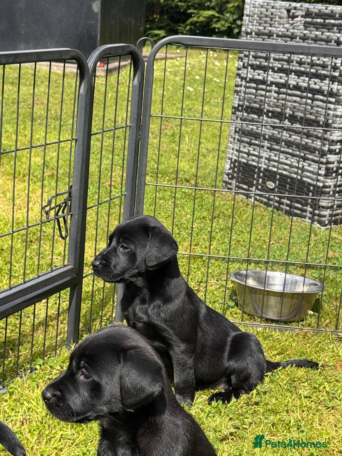 Labrador Retriever dogs for sale: KC Registered Black Labrador puppy-6 female 2 male - Advert 7